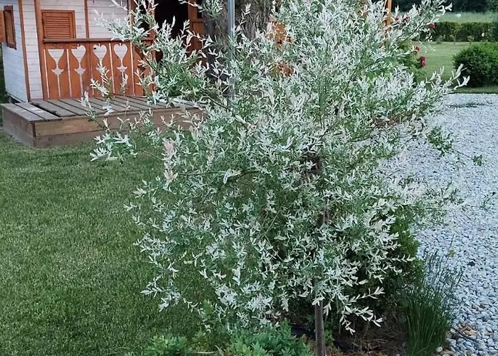 U Justyny Karpacz Sosnowka * Podgórzyn