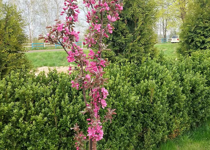 Lodge U Justyny Karpacz Sosnowka